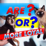 Are Or More Loyal