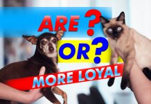 Are Or More Loyal