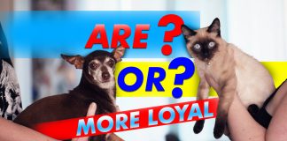 Are Or More Loyal