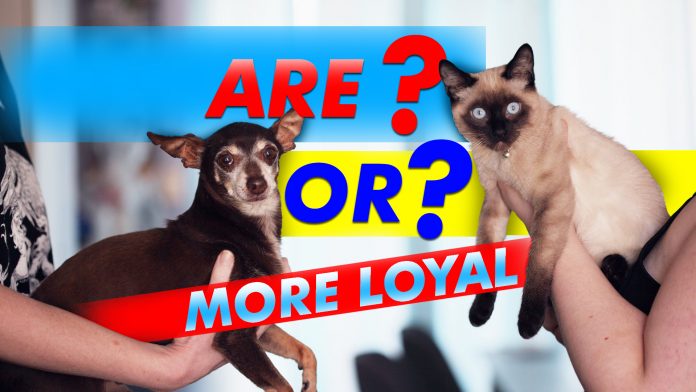 Are Or More Loyal